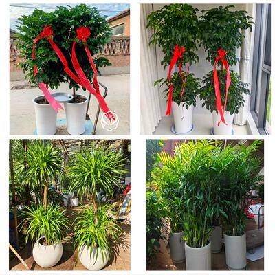 天津河东上杭路东新街鲁山道同城绿植花卉送发财树绿萝柱公司开业