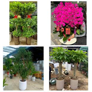 焦作市解放中站区马村山阳区同城绿植花卉送发财树绿萝柱公司开业