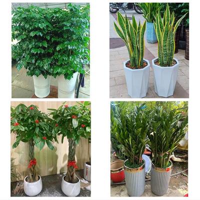 黄冈市黄州区团风红安罗田县同城鲜花店配送开业绿植发财树天堂鸟