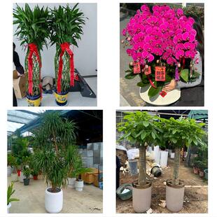 上海市金山区山阳金山工业区同城绿植花卉送发财树绿萝柱公司开业