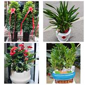 发财树招财树送朋友公司开业送焦作市修武县博爱县武陟县同城花店