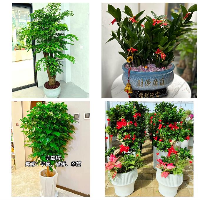 送徐州市鼓楼区云龙区贾汪区同城花卉店朋友公司开业乔迁送发财树