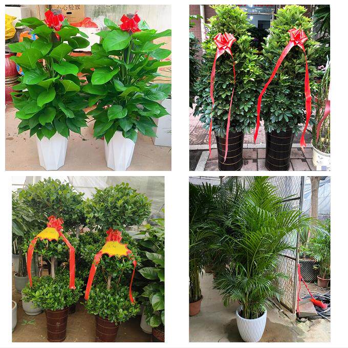 发财树招财树送朋友公司开业南充市顺庆高坪嘉陵区阆中市同城花店