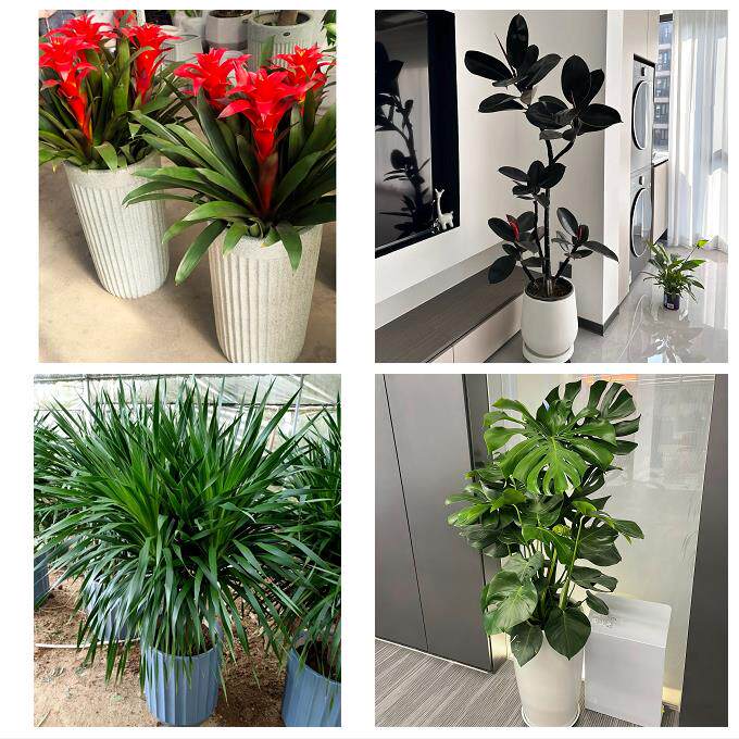 发财树招财树送朋友公司开业郑州上街惠济区中牟县巩义市同城花店