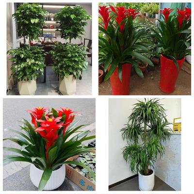 上海市静安区江宁路石门二路同城鲜花店配送开业绿植发财树天堂鸟