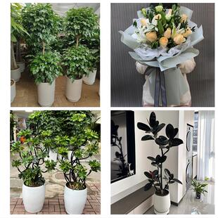 发财树招财树送朋友公司开业伊春红星区上甘岭嘉荫铁力市同城花店