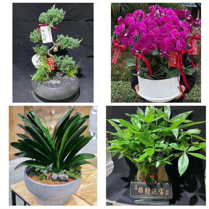 送深圳市光明新区公明龙华镇同城花店乔迁入新居开业绿植送发财树