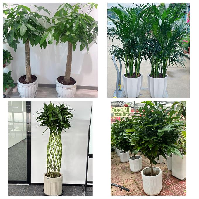 内蒙古呼和浩特和林格尔武川县同城花店送发财树公司店铺开业绿植