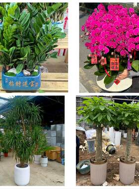 北京石景山古城苹果园金顶街同城绿植花卉送发财树绿萝柱公司开业