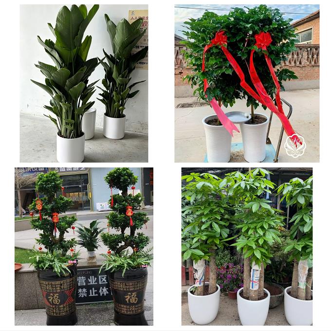 大庆市萨尔图龙凤区让胡路区同城绿植花卉送发财树绿萝柱公司开业 - 实物图