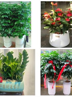 送宜昌市兴山县秭归县长阳县同城鲜花店配送开业绿植发财树天堂鸟