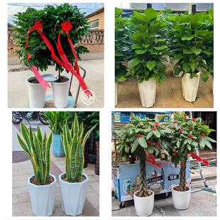长治市城区郊区长治县襄垣县同城绿植花卉送发财树绿萝柱公司开业