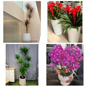 发财树招财树送朋友公司开业保定市涿州定州安国高碑店市同城花店