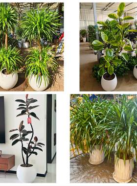 东营东营河口垦利区利津广饶同城绿植花卉送发财树绿萝柱公司开业