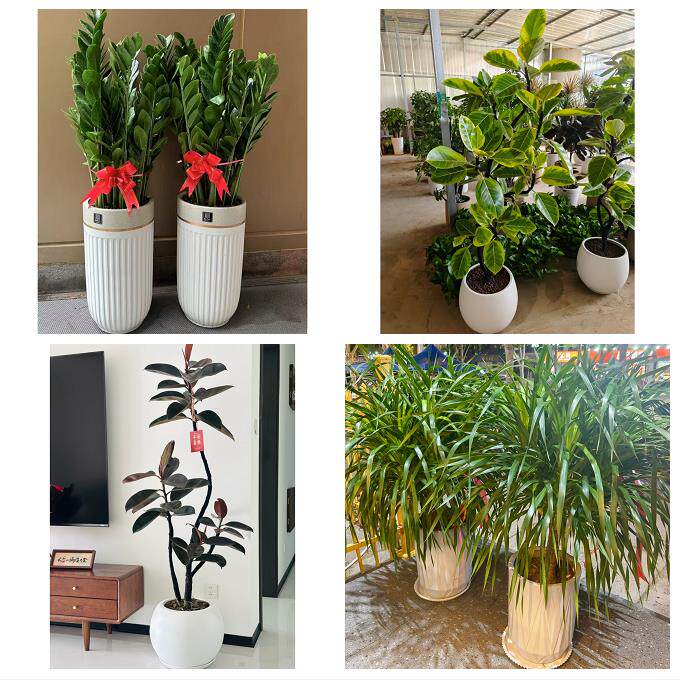 常德市安乡汉寿县武陵鼎城区同城绿植花卉送发财树绿萝柱公司开业