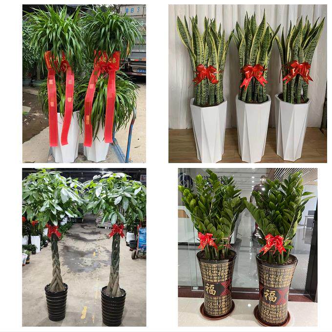发财树招财树送朋友公司开业吉林市蛟河桦甸市舒兰磐石市同城花店