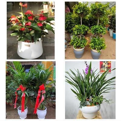 昆明市东川呈贡晋宁区富民县同城鲜花店配送开业绿植发财树天堂鸟