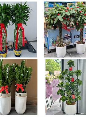 送常州市天宁区钟楼区新北区同城绿植花卉送发财树绿萝柱公司开业