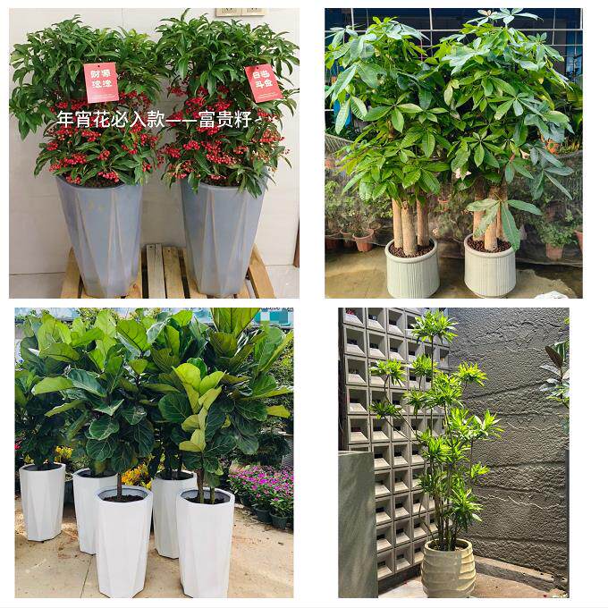 送南昌市新建区安义县进贤县同城鲜花店配送开业绿植发财树天堂鸟