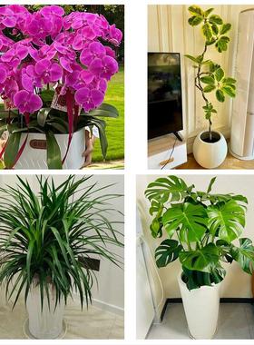 送上海市杨浦区四平路控江路同城鲜花店配送开业绿植发财树天堂鸟