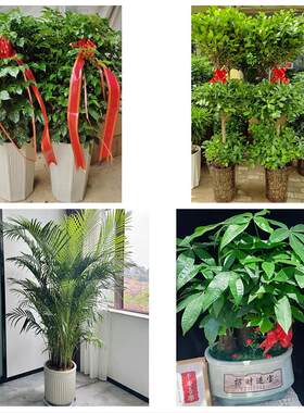 送青岛市李沧区城阳区胶州市同城绿植花卉送发财树绿萝柱公司开业