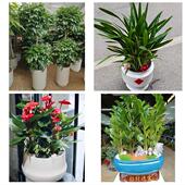 发财树招财树送朋友公司开业齐齐哈尔龙江县依安泰来甘南同城花店