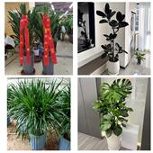 发财树招财树送朋友公司开业保定市涞水阜平徐水区定兴县同城花店