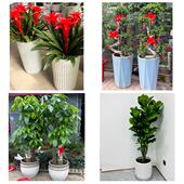 发财树招财树送朋友公司开业临沂市郯城沂水县兰陵县费县同城花店