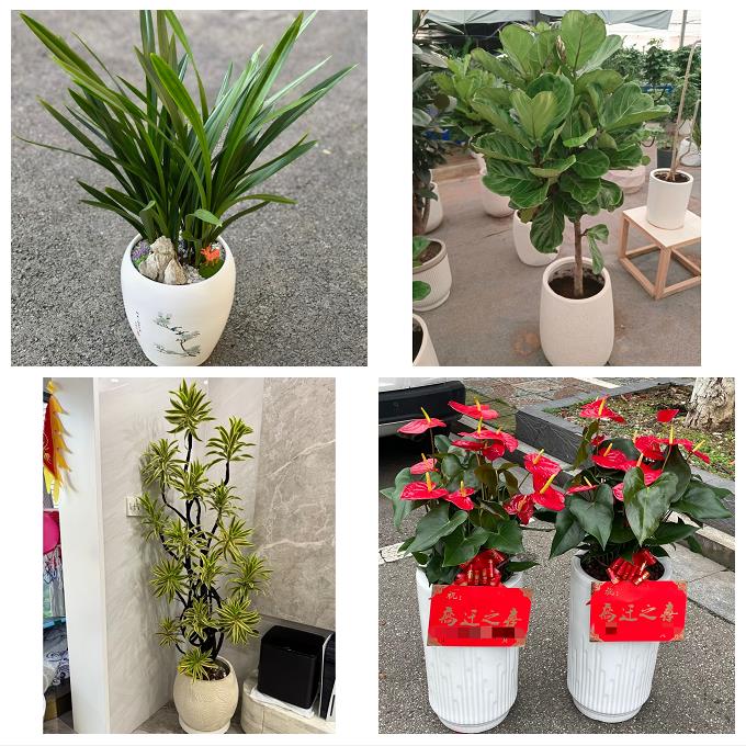 发财树绿萝柱送朋友公司开业北京石景山区八宝山老山八角同城花店