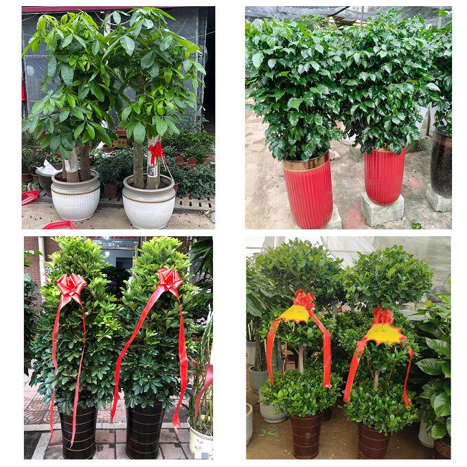 发财树招财树送朋友公司开业贵阳市南明云岩区花溪乌当区同城花店