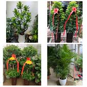 发财树招财树送朋友公司开业送咸阳市淳化县武功县兴平市同城花店