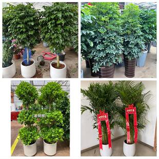 发财树绿萝柱送朋友公司开业保定市涞水阜平徐水区定兴县同城花店