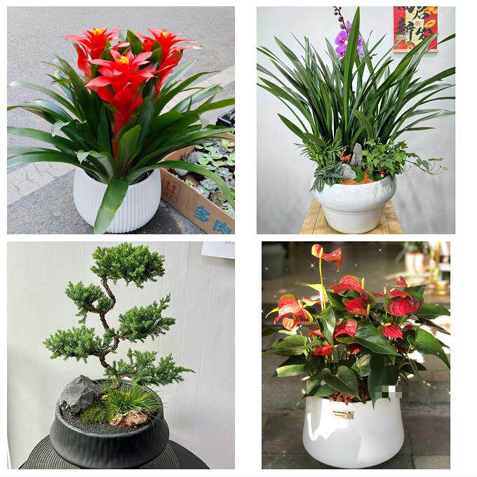 天津南开向阳路嘉陵道王顶堤同城鲜花店配送开业绿植发财树天堂鸟