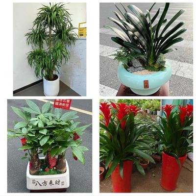 石家庄市高邑县深泽县赞皇县同城鲜花店配送开业绿植发财树天堂鸟