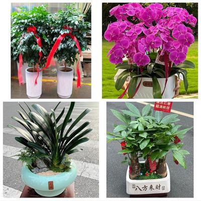 送渭南市富平县韩城市华阴市同城鲜花店配送开业绿植发财树天堂鸟