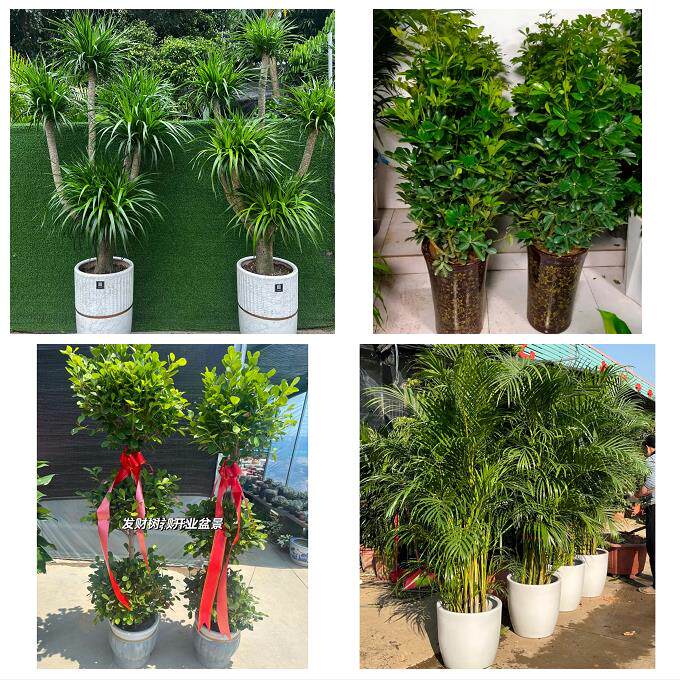 嘉兴市南湖秀洲区嘉善海盐县花店同城配送盆栽发财树开业入新居