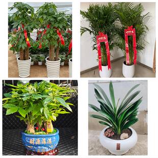 发财树绿萝柱送朋友公司开业昭通市大关永善县绥江镇雄县同城花店