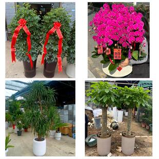 聊城东昌府区阳谷茌平县莘县同城绿植花卉送发财树绿萝柱公司开业