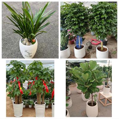 发财树绿萝柱送朋友公司开业北京朝阳团结湖六里屯八里庄同城花店