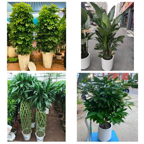 发财树鸭掌木朋友公司开业天津市南开区长虹鼓楼兴南街同城花卉店