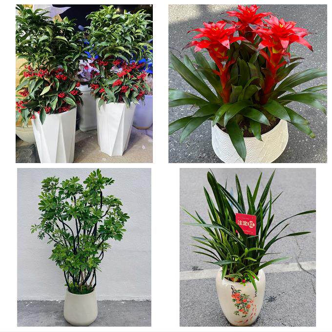 送厦门市思明区海沧区湖里区同城花店乔迁入新居开业绿植送发财树