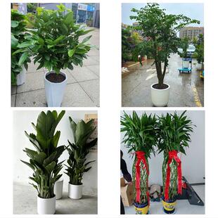 送镇江市丹阳市扬中市句容市同城绿植花卉送发财树绿萝柱公司开业