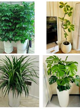 送咸宁市崇阳县通山县赤壁市同城鲜花店配送开业绿植发财树天堂鸟