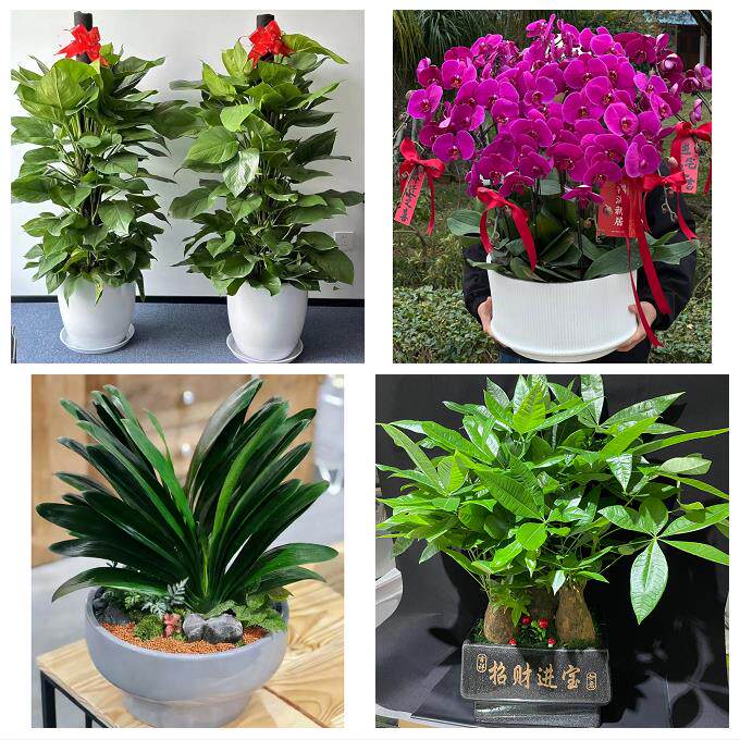 中卫市沙坡头区中宁县海原县同城花店乔迁入新居开业绿植送发财树