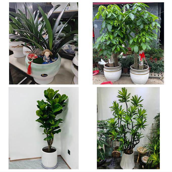 发财树招财树送朋友公司开业赤峰市红山区元宝山区松山区同城花店
