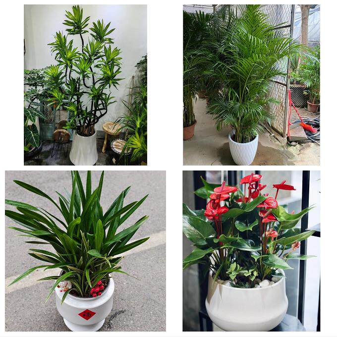 发财树招财树送朋友公司开业渭南市临渭华州区潼关大荔县同城花店