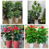 发财树招财树送朋友公司开业大庆市萨尔图龙凤区让胡路区同城花店