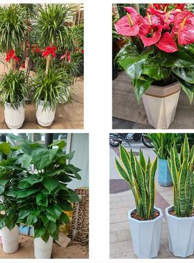 南京市玄武秦淮建邺区鼓楼区同城鲜花店配送开业绿植发财树天堂鸟