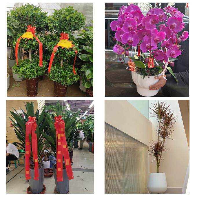 发财树招财树送朋友公司开业送周口市沈丘县郸城县淮阳县同城花店