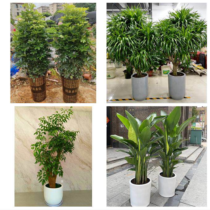 湘潭市易俗河镇湘乡市韶山市同城花店乔迁入新居开业绿植送发财树